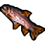 rainbow trout