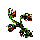 Spit Nettle
